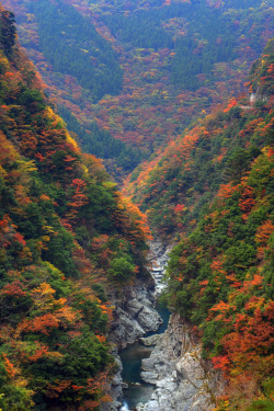 travelingcolors:  Autumn at Iya Valley | Japan (by Tomobil)