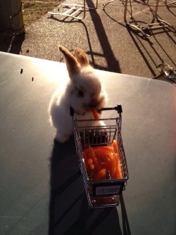 this bunny…has a tiny shopping cart…filled with