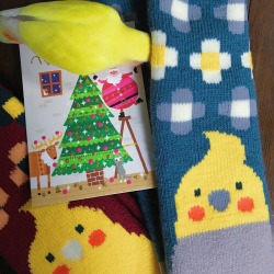 parrot-post:  I received these warm and cushiony cockatiel socks