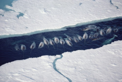 100leaguesundertheseaa:  Aerial view of Narwhals Photos by Flip