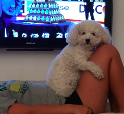 animal-factbook:  When afraid, Bichon Frises cling to their owners