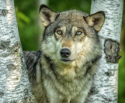 beautiful-wildlife:  Grey Wolf by Rona Schwarz