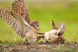 phototoartguy:  Sibling Play by Hisham Atallah