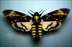 andrusmagnus:Death’s Head Moth