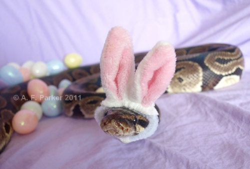 tastefullyoffensive:  Snakes Wearing Hats [via]Previously: Cats Wearing Animal Hats 