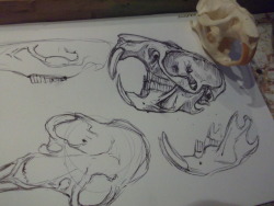 vulpesblood: sketching skulls. 