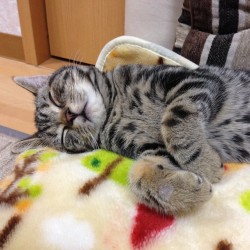 makocchan:  幽霊スタイルで熟睡 #cat #猫 #ネコ #ねこ