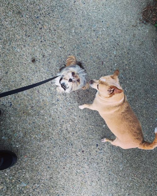 Pick me up, Dad. #pepetheyorkie #yorkiesofinstagram #yorkie 