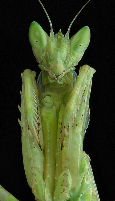 sinobug:  Adult Jeweled Flower Mantis (Creobroter gemmatus) 