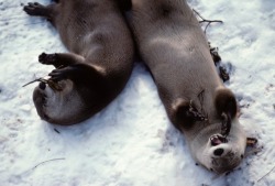 dailyotter:  Otters Happily Roll in the Snow and Play with Branches