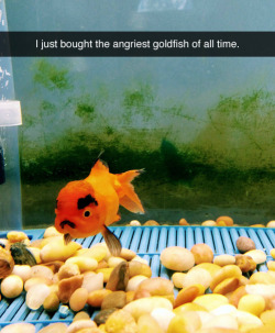 the-ecstasy-of-betrayal:  igiveintosin1:  I had a fish like this