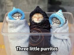 Meowxican kittens!! :3