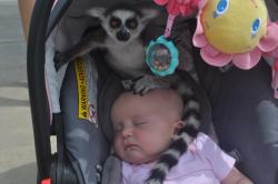 awwww-cute:  My friend had her daughters at a zoo when she heard,