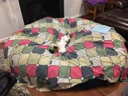 awwww-cute:So we got a new beanbag… (Source: http://ift.tt/2B2k0KB)