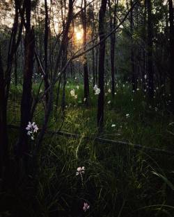 jay-m: Blackburn lake at it again… 🌳☉🌾Photography by