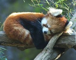 sixpenceee:  When its cold, red pandas use their tails as blankets. 