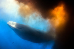 frankoceanfanclub:  fuks:  A group of divers near the Caribbean