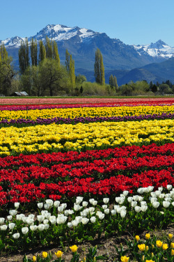 visitheworld:  Trevelin tulip fields in Chubut, Argentina (by