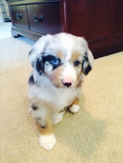 awwww-cute:  First day at my new Forever Home! Hi, I’m Clementine
