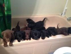 lulz-time:  My friend’s dog had 14 puppies. This is how they’re