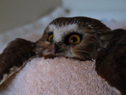 sweeetop: brinconvenient:  An owl on a towel.  @moomuffns imagine