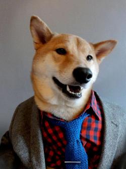 the-absolute-best-posts:  curiousz: Menswear Dog is a 3 year