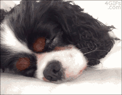 4gifs:  How to wake up a dog. [video] 