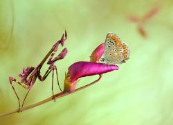 Care to join me for lunch? (a Preying Mantis and Butterfly eye