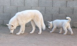 dragonsandbutts:  6woofs:  Follow the Leader!   Father and son.