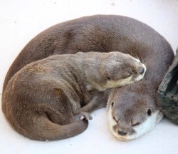 maggielovesotters:  Otter kindly let’s her little friend use