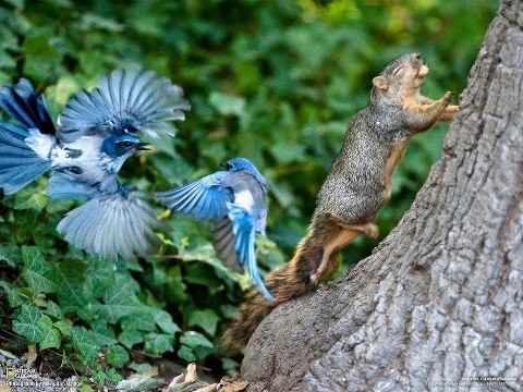 If I just close my eyes, maybe they’ll go away (Blue Jays and Squirrel)