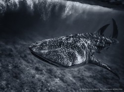 lifeunderthewaves:  Whale Shark - Face To Face by thomasmarufke