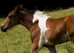 rage-comics-base:  Baby horse born with a patch that looks like