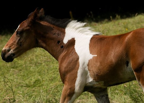 rage-comics-base:  Baby horse born with a patch that looks like another horse.http://rage-comics-base.tumblr.com  DAVE: well shitDAVE: thats a hell of a mystery no one thought was a mystery and didnt even really need solvingDAVE: but damn if it didnt