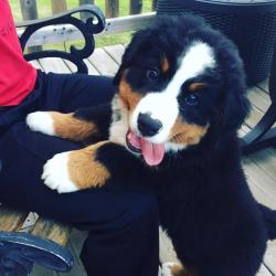 awwww-cute:  Our Berner named Bunsen. Prolly the cutest puppy