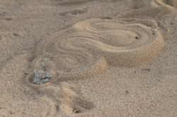 pogosticks:  Horned Viper/עכן חרטומים (Cerastes cerastes)