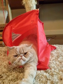 animal-factbook:  Cats truly do not enjoy indoor camping. They