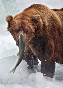 hugging-wildness:  Katmai Grizzly Focus | Rob Kroenert 