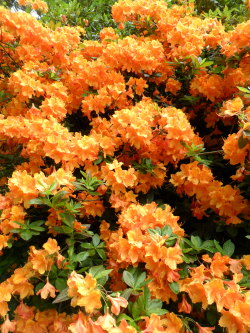 vwcampervan-aldridge:  Bright orange Rhododendron, Shugborough