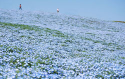 andromeda4002019:  Blue nemophilas in Hitachi Seaside Park x