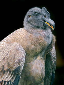 deboracpq:  Funny looking condor by Tambako the Jaguar on Flickr.