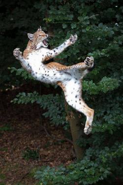 captcreate:  wolfdancer:  wolfdancer:- Kung fu cat   FEETIES