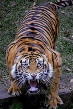 robert-dcosta:  Harimau Sumatra Tiger (Robert Cinega) || RD ||