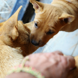 threedogsnight:  „ MS2 & Puppy „ by Jon in Thailand on