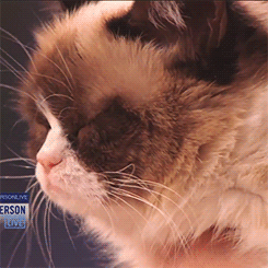thetectonicplates-deactivated20:  Anderson Cooper & Grumpy Cat on Anderson Live 