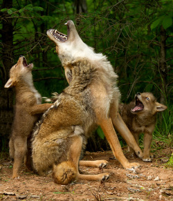 llbwwb:  Howling lesson (by debbie_dicarlo) 