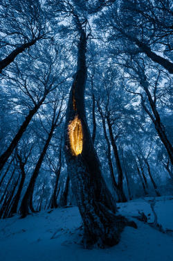 j-k-i-ng: “The Forest Secret“ by | Vojta Herout 