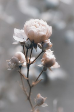 morethanphotography:  Rose at backlight by Originalaufnahme_eu