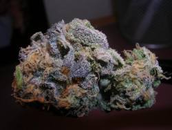 darthweeder420:  Purple Urkle