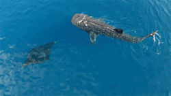 Giant Manta Ray and Whale Shark swimming together from above.